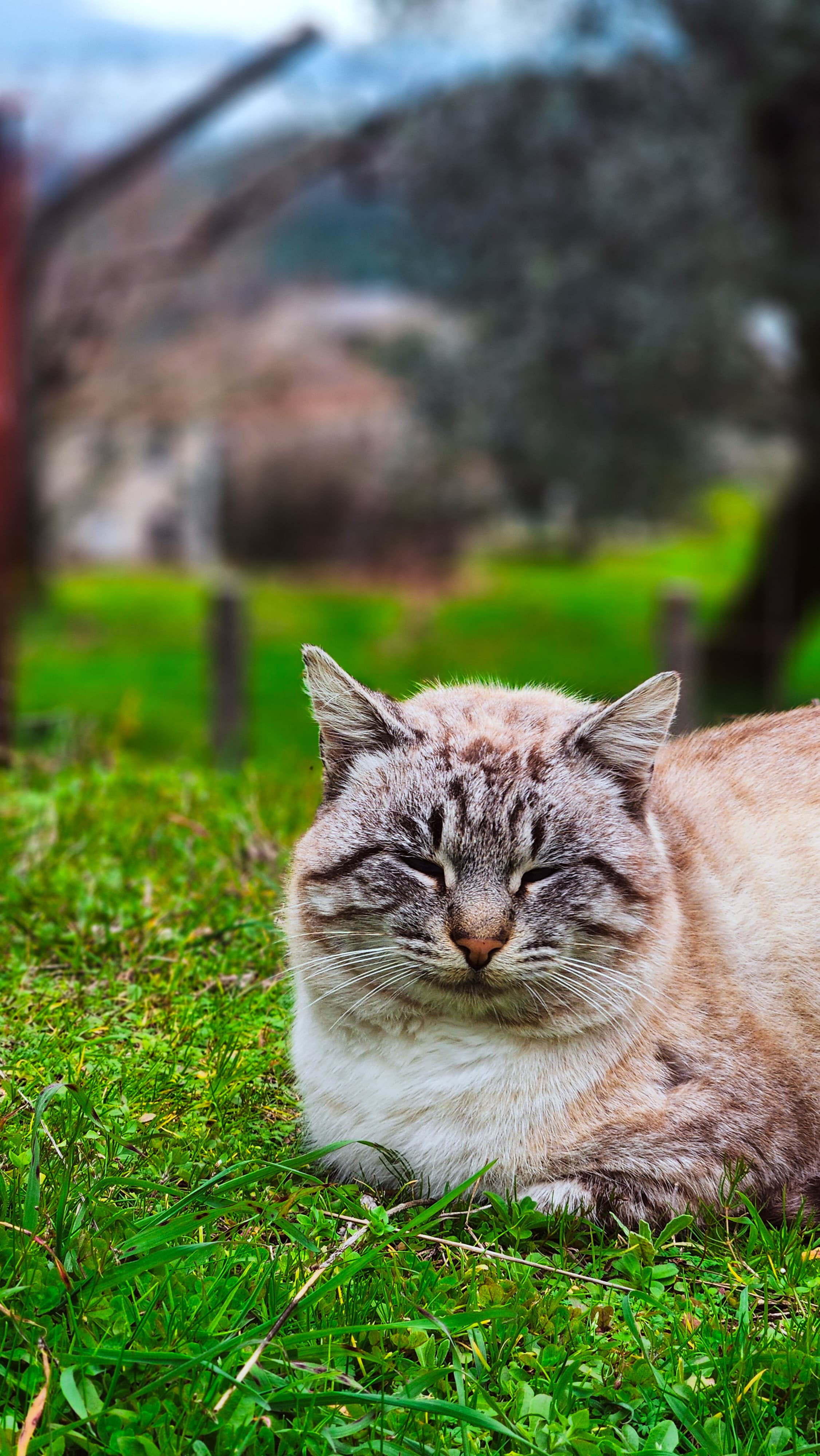 Grass Nap by Amarante, Portugal